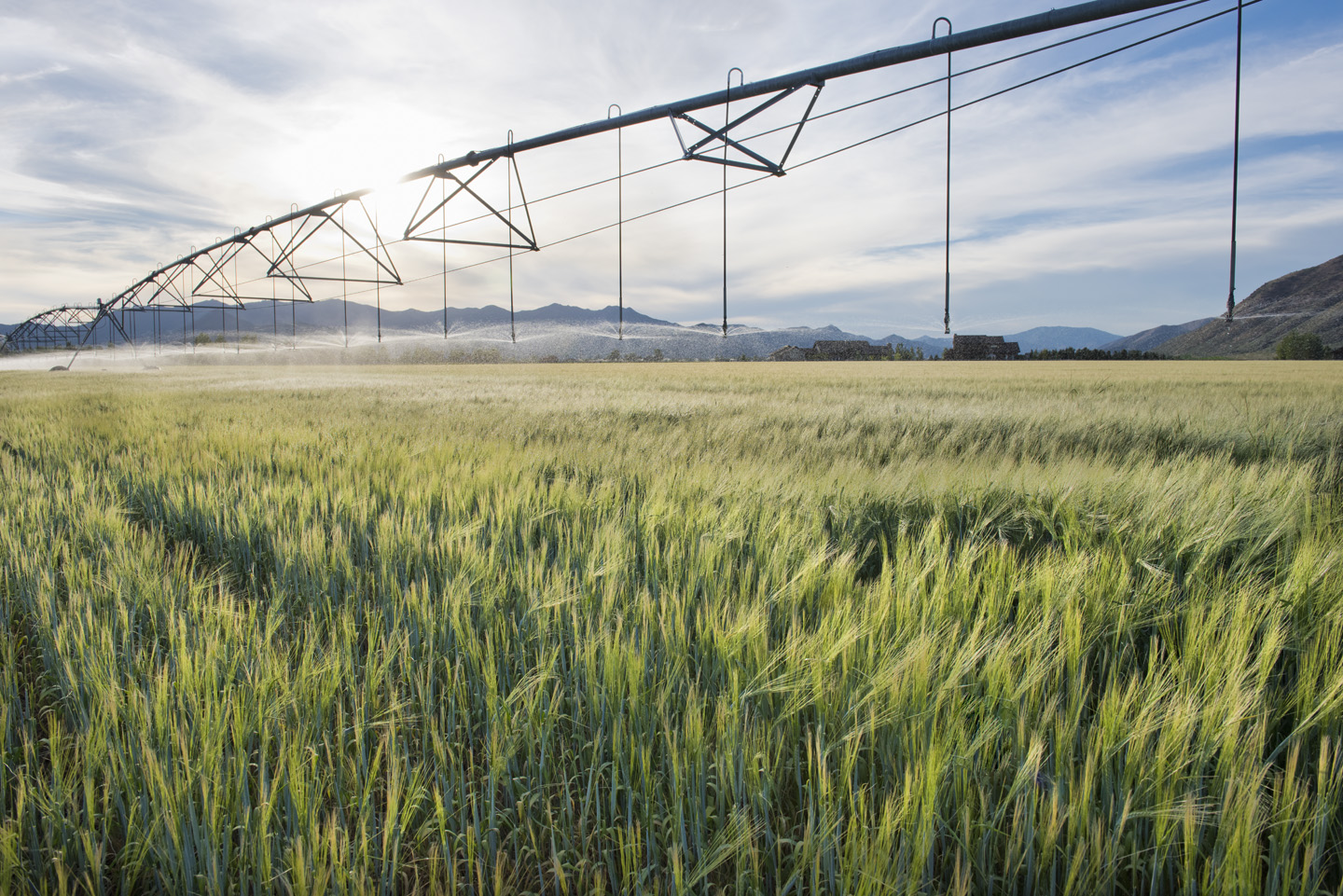 Pivot irrigation over the barley field at sunrise