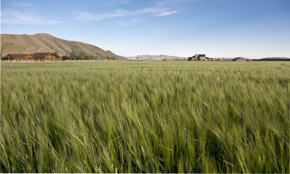 Barley field at Griffin Ranch with ranch houses and the Wood River Valley mountains in the distance